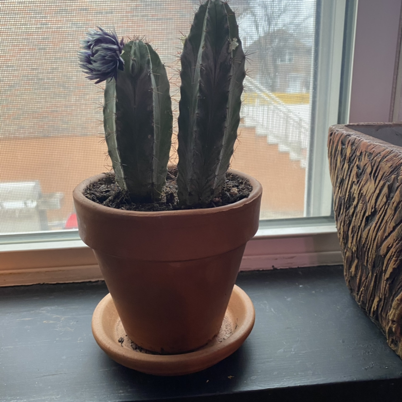 Blue Columnar Cactus in a terracotta pot on a windowsill, appears healthy.