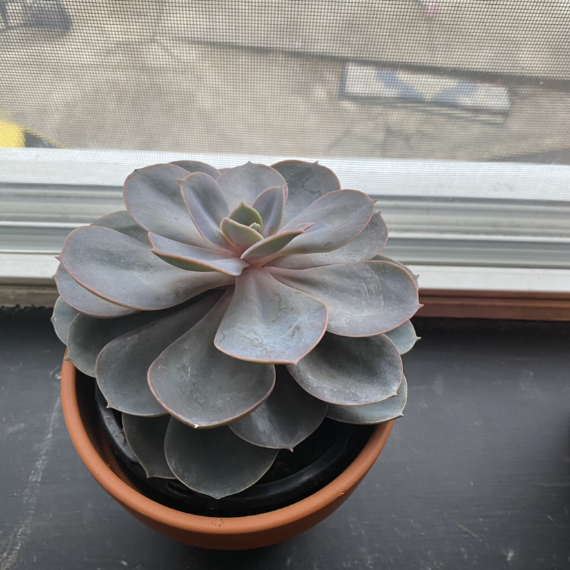 Echeveria 'Morning Beauty' succulent in a pot on a windowsill, healthy with no visible discoloration.