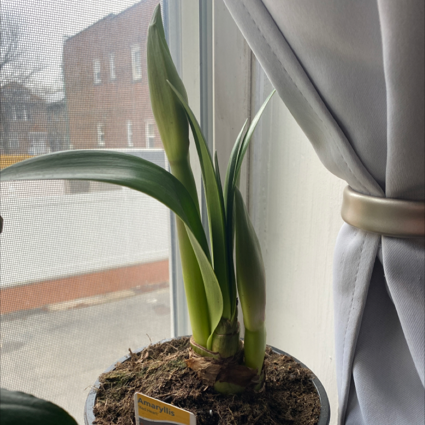 Barbosa Lily plant near a window in a pot with visible soil.
