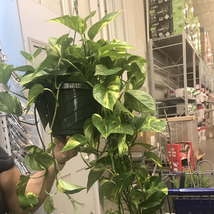 Taro Vine plant photo by Valeria named Pothos on Greg, the plant care app.