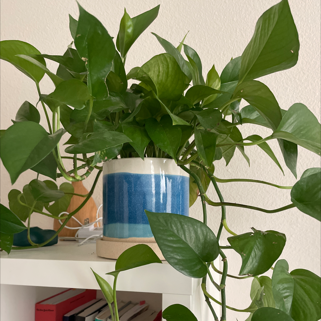Taro Vine plant photo by @lmheery named Marilyn on Greg, the plant care app.