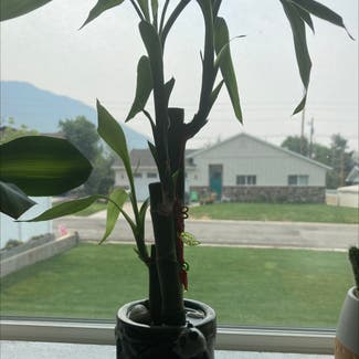 Lucky Bamboo plant in Salt Lake City, Utah