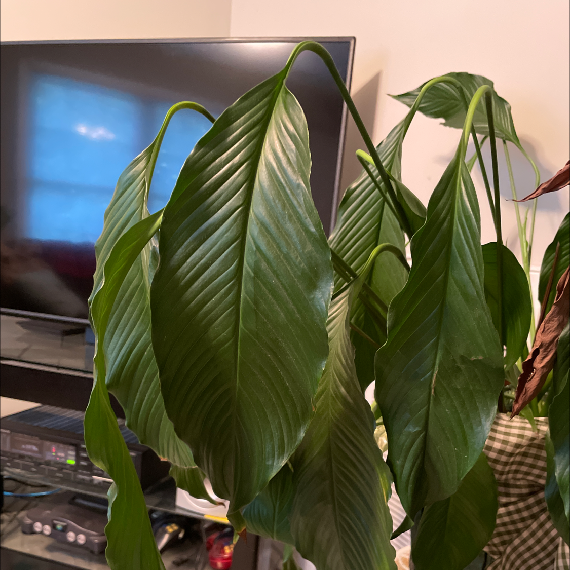 Peace Lily plant photo by @HistoryGeek07 named Granny Lilly on Greg, the plant care app.