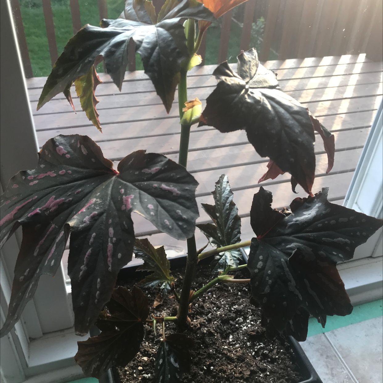 Polka Dot Begonia plant photo by @sydn5460 named Begonia on Greg, the plant care app.