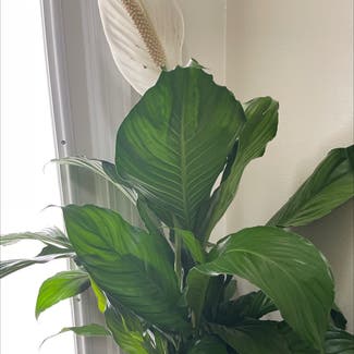 Peace Lily plant in Detroit, Michigan