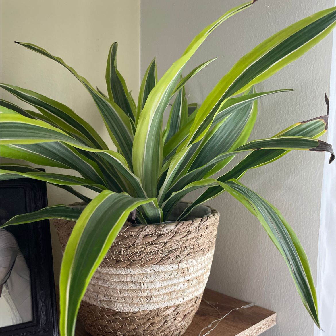 Dracaena 'Lemon Lime' plant in a woven basket with vibrant green and yellow-striped leaves.