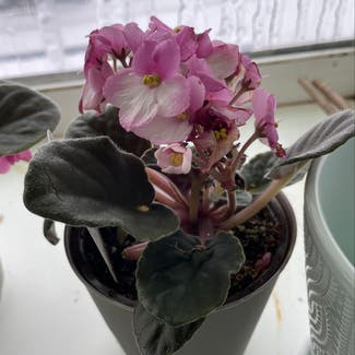 African Violet plant in Detroit, Michigan
