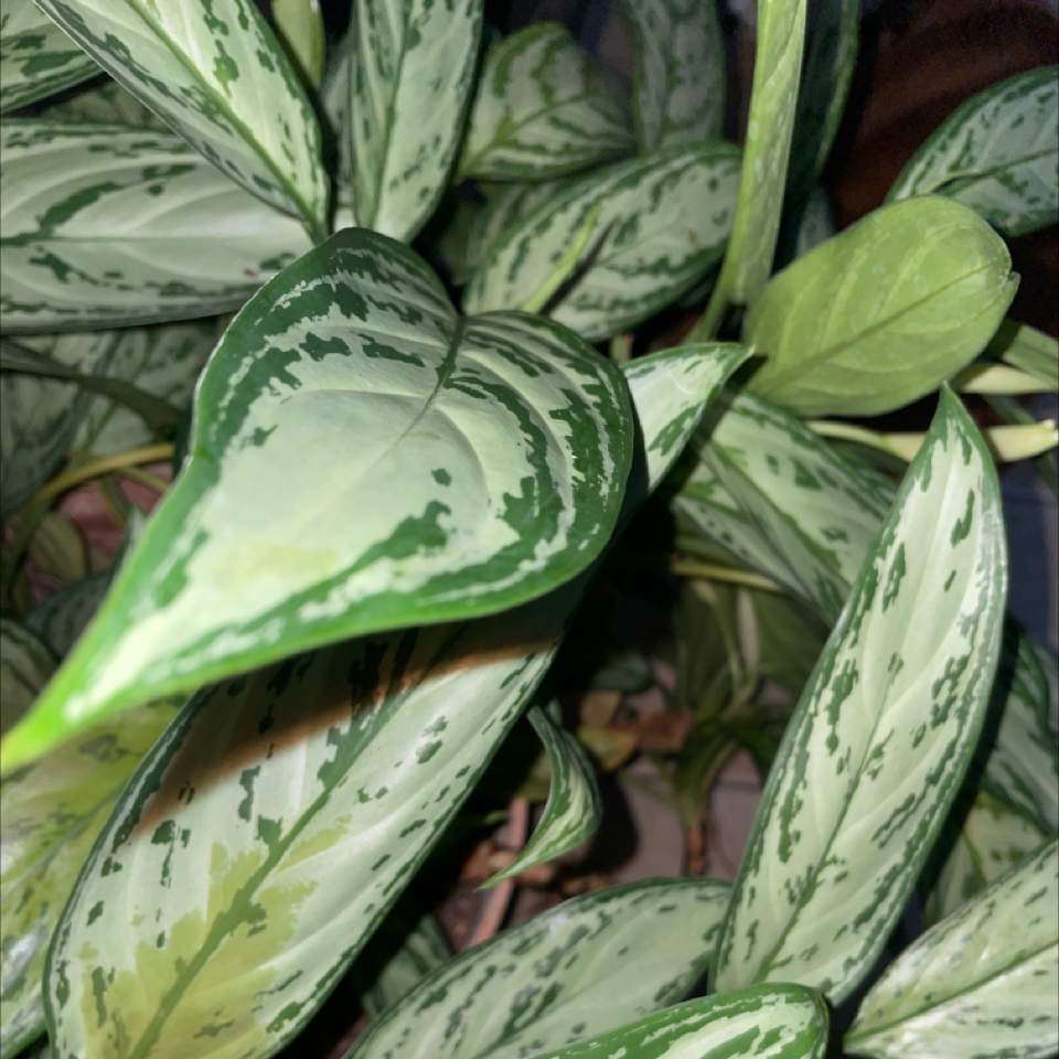Chinese Evergreen plant photo by Tre named Your plant on Greg, the plant care app.