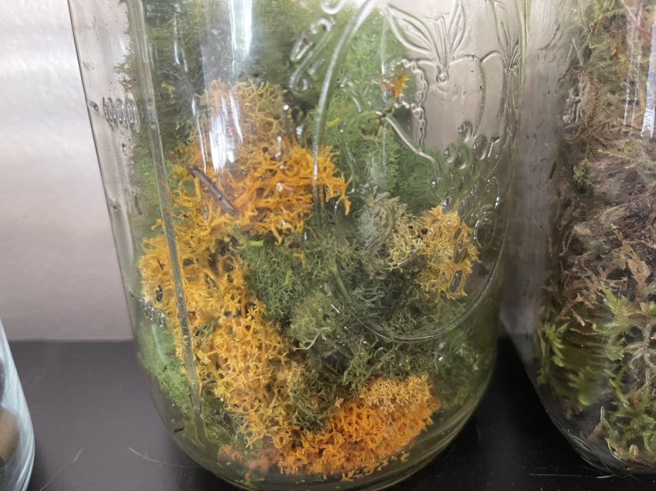 Photo of the plant species Wolf lichen by Plant parent named Lichen on Greg, the plant care app