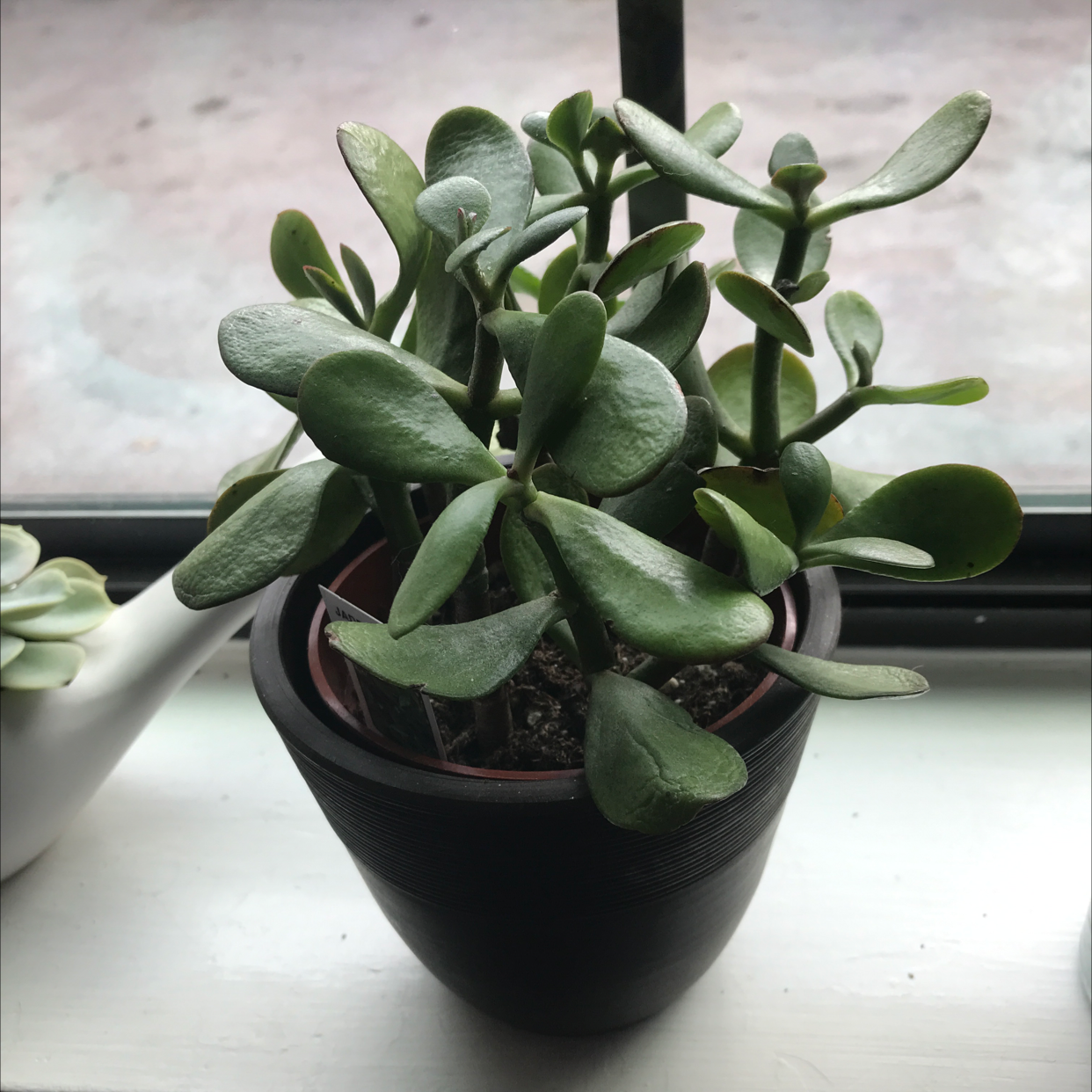 Photo of the plant species Jade by Mariah named Europa on Greg, the plant care app