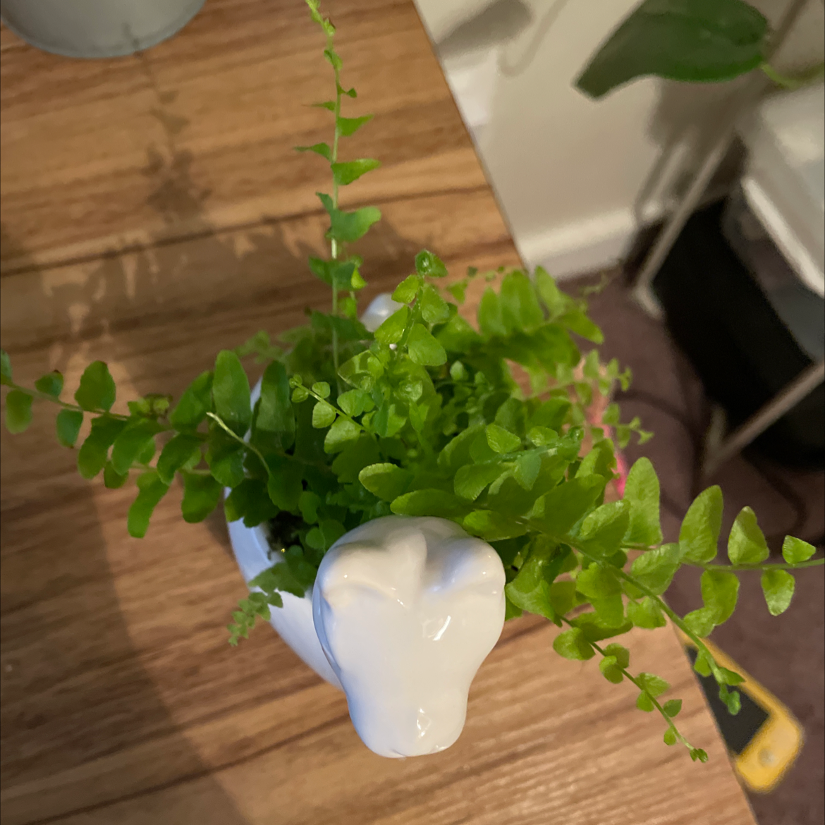 Healthy green Erect Sword Fern in a white ceramic pot on a wooden table.
