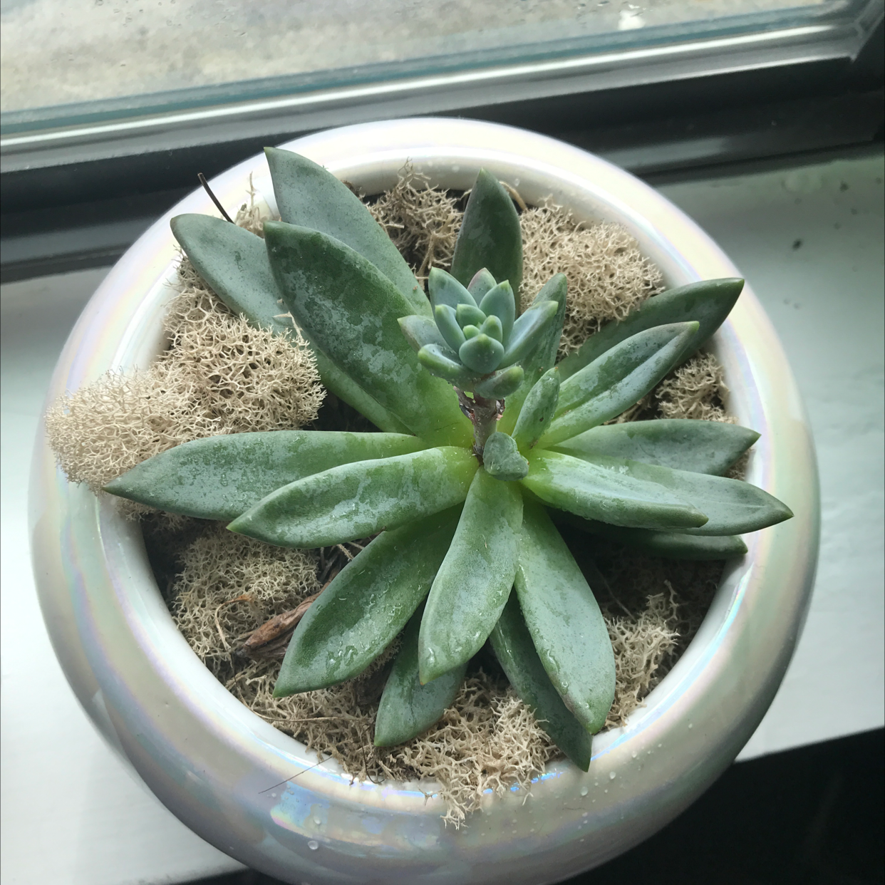 Healthy Little Jewel succulent in a pot with moss covering the soil.