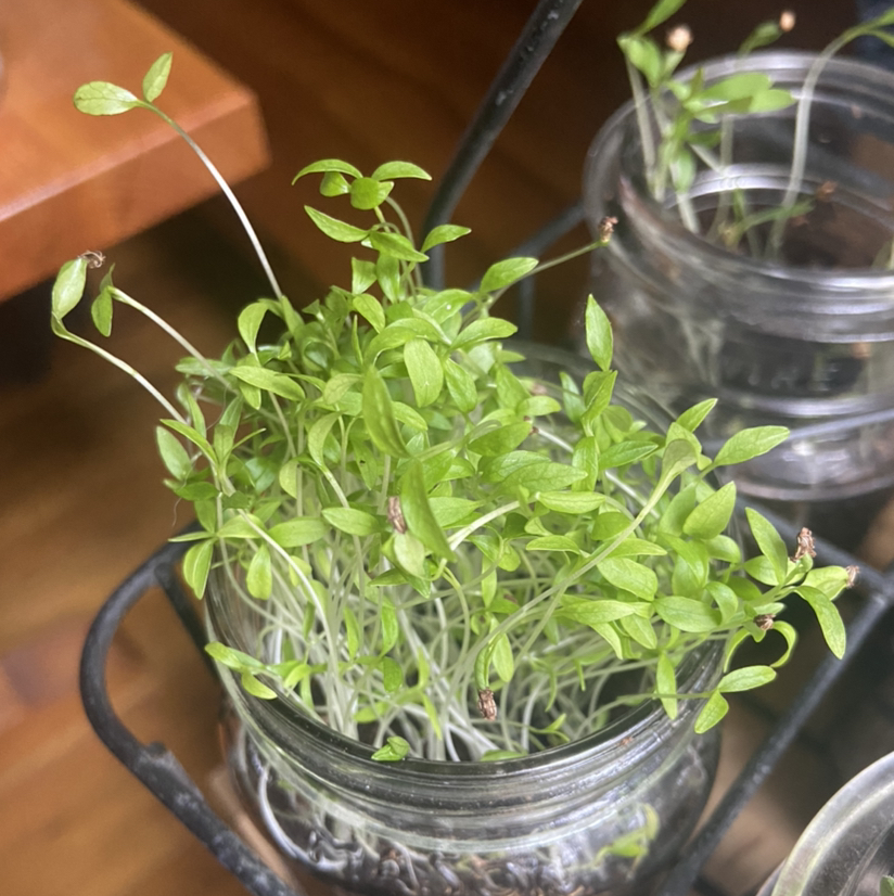 Young Italian Parsley plant growing in a glass jar with small green leaves.