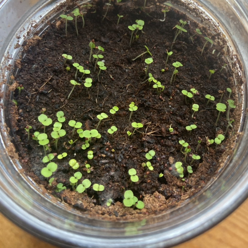 Dense green oregano seedlings growing in a clear glass container filled with dark soil.