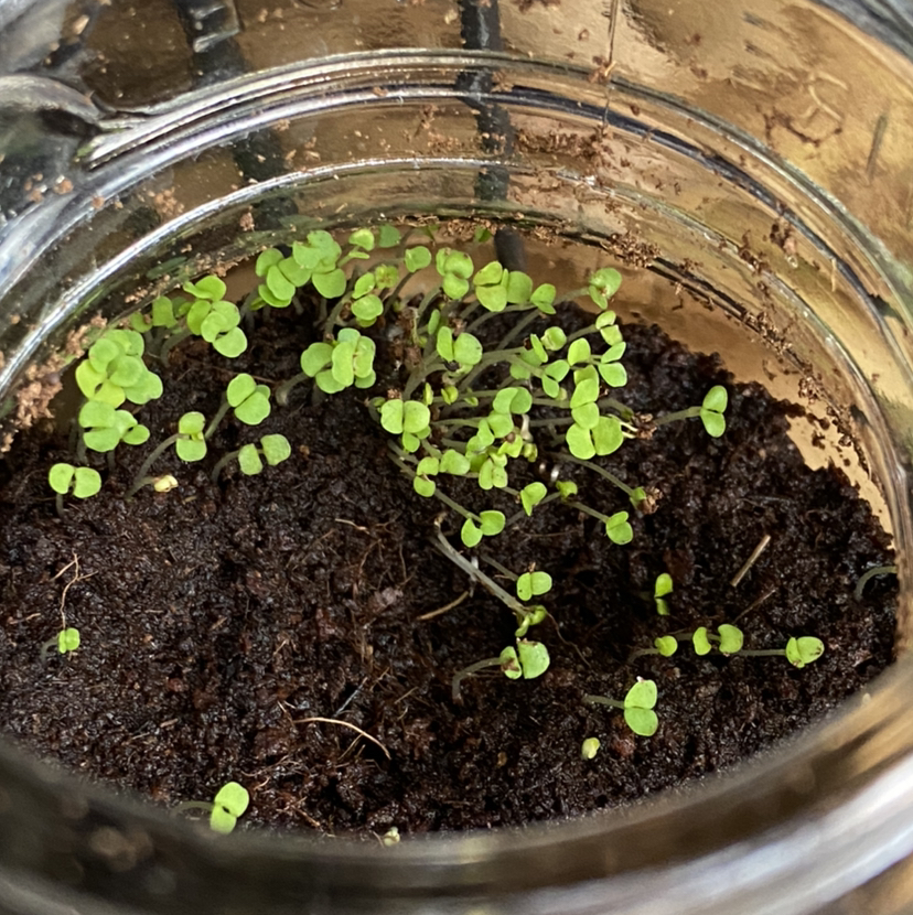 Close-up view of healthy common thyme seedlings sprouting in moist soil inside a clear container, showing early leaf growth.