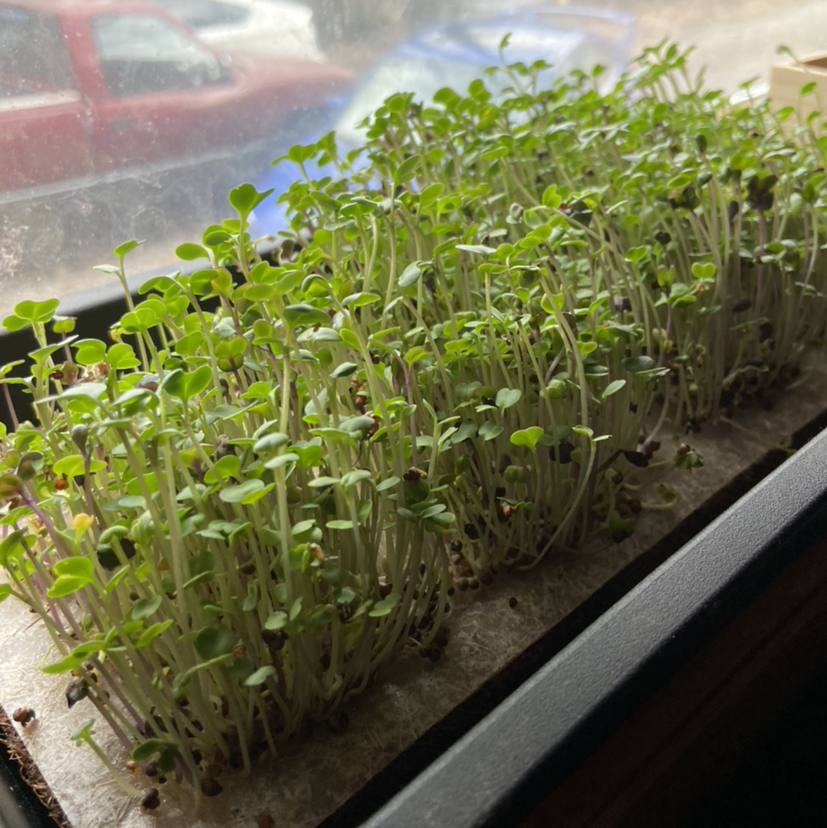 Tray of densely packed, healthy light green lettuce microgreen seedlings growing in soil in a greenhouse.