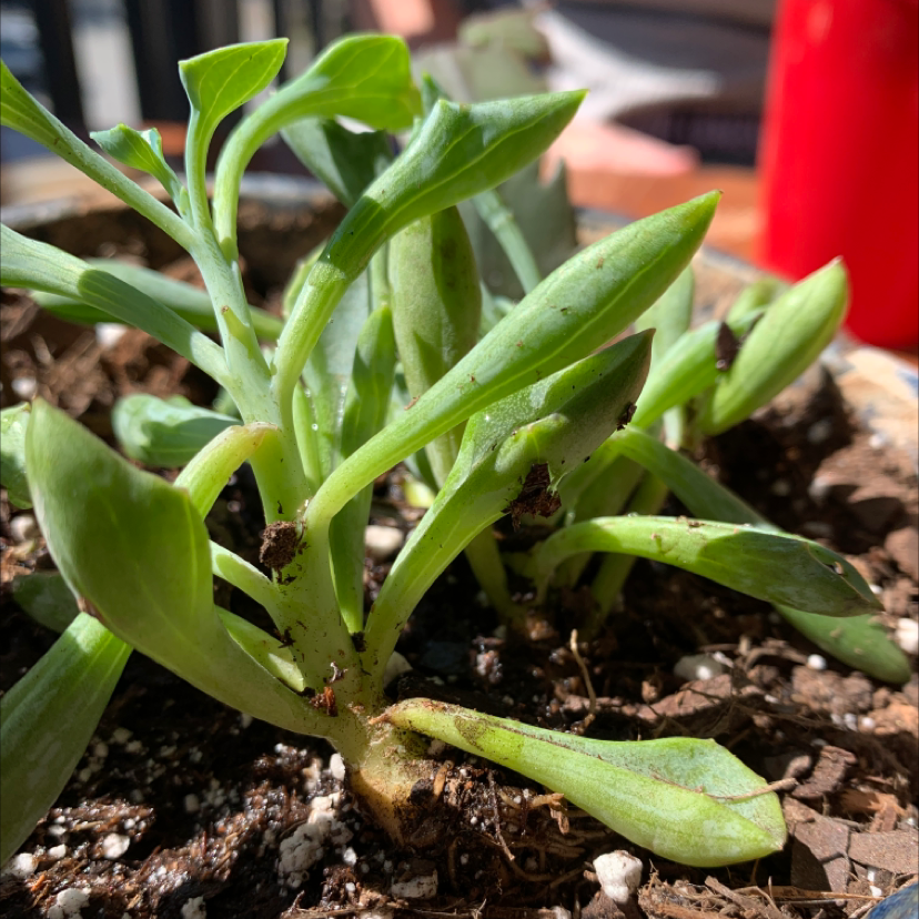 Photo of the plant species Blue Chalksticks by @Alexao named Tolkien on Greg, the plant care app