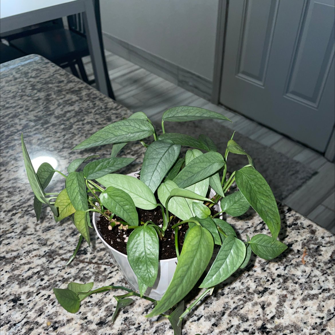 Cebu Blue Pothos plant in a small pot on a granite countertop, with some leaves showing slight yellowing.