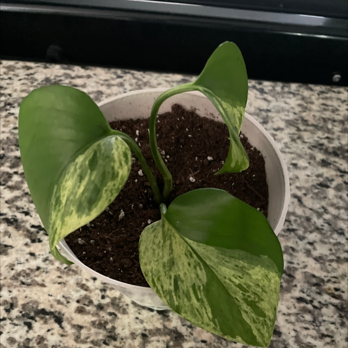 Snow Queen Pothos plant in a pot with visible soil and variegated leaves.