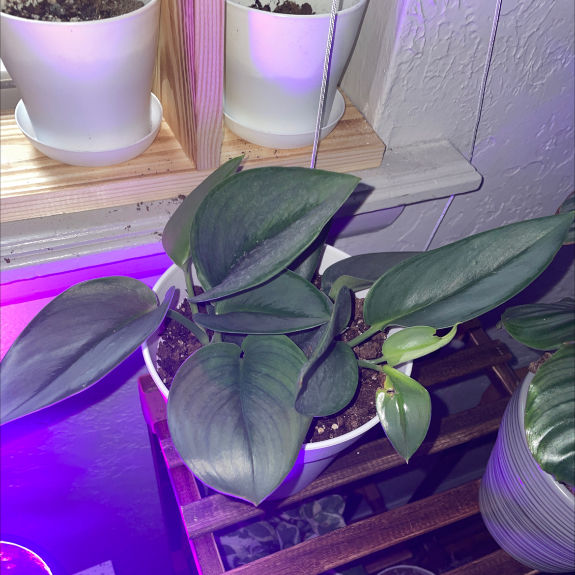 Scindapsus treubii 'Moonlight' plant in a white pot, healthy green leaves, well-framed.