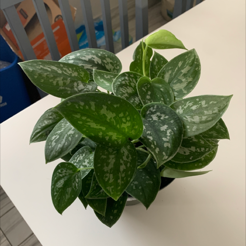 Satin Pothos plant photo by @gracekrogers named Astrid on Greg, the plant care app.