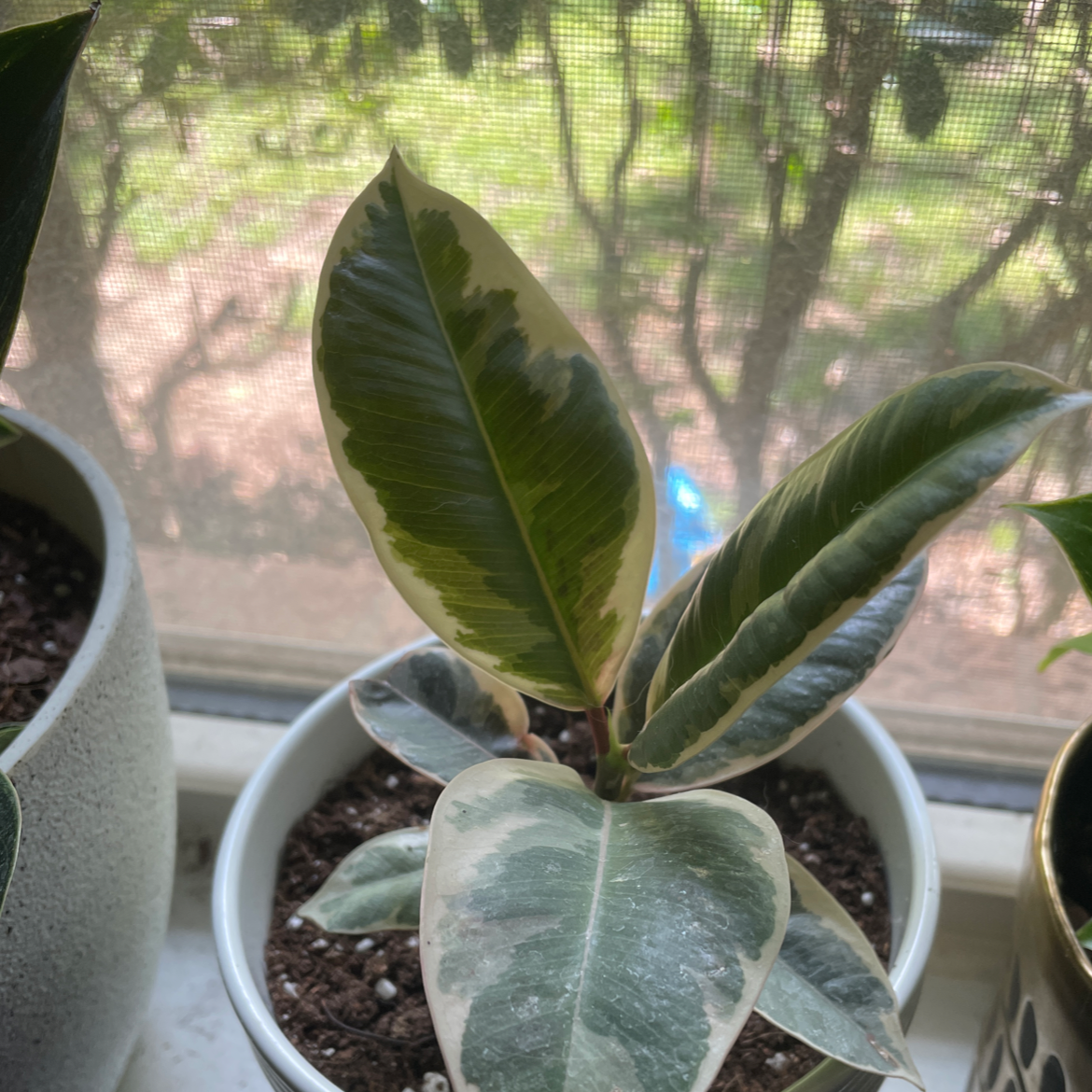 Ficus 'Ruby' plant in a pot near a window with variegated leaves.