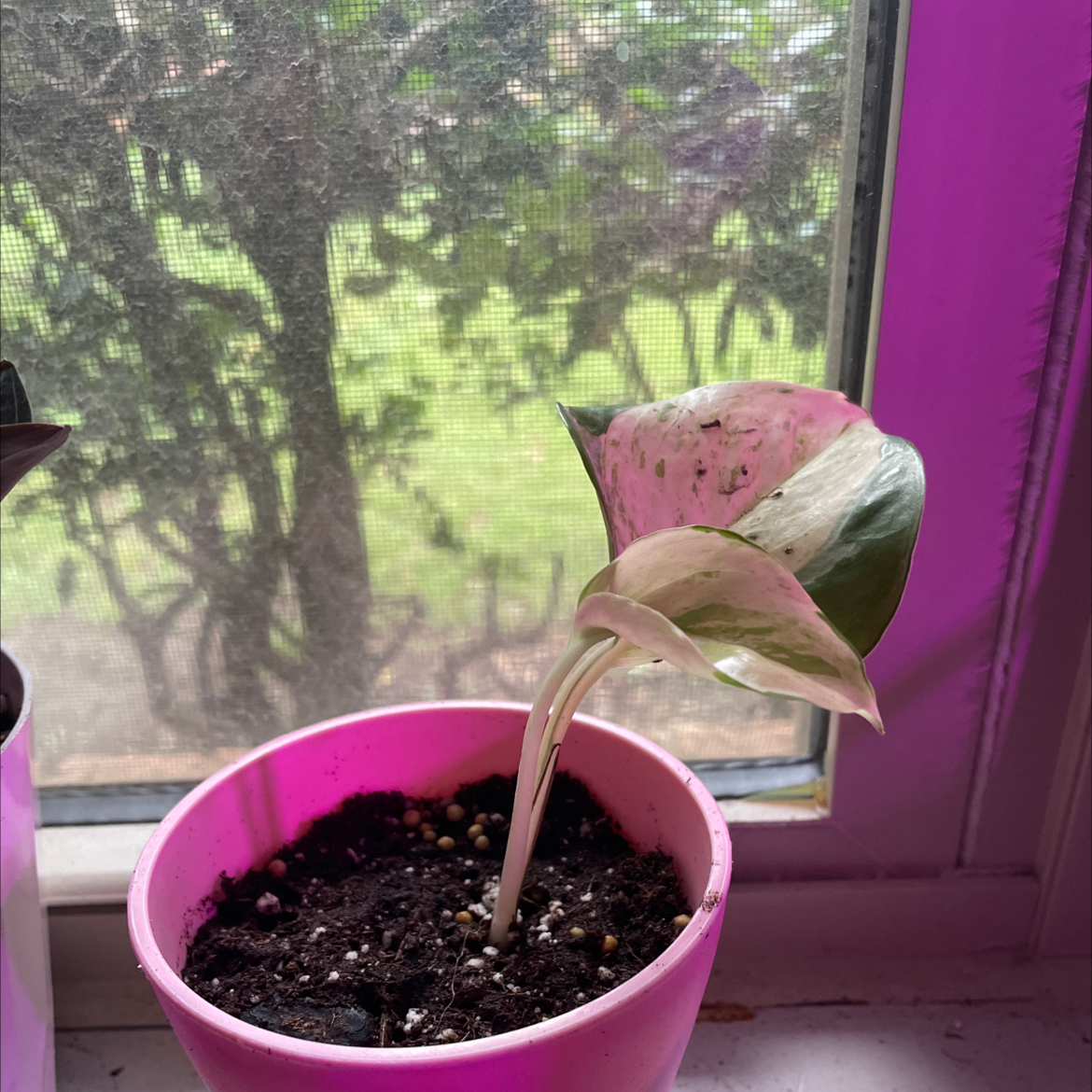 Potted Manjula Pothos plant with variegated leaves near a window.