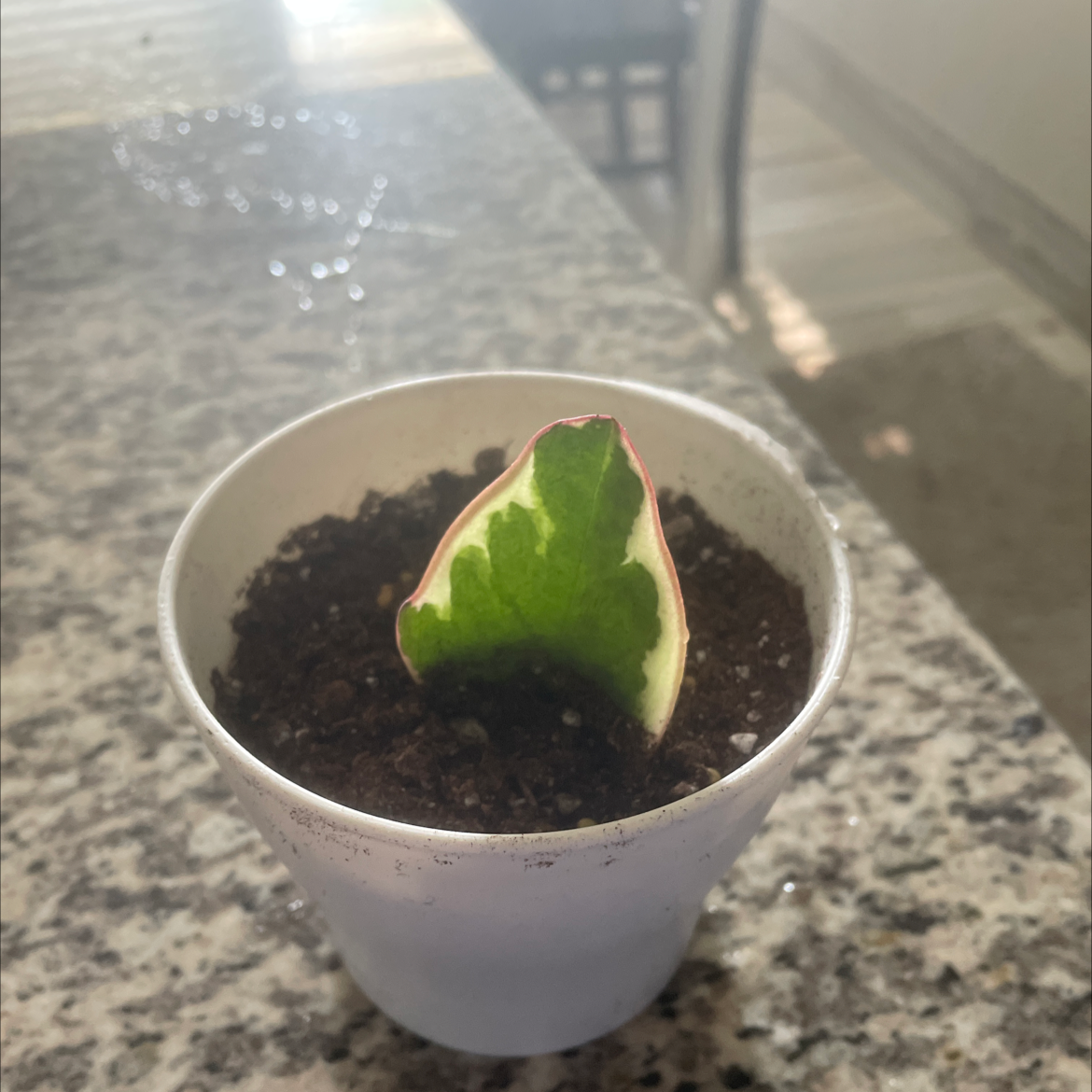 Peperomia 'Ginny' plant in a white pot with a single variegated leaf.