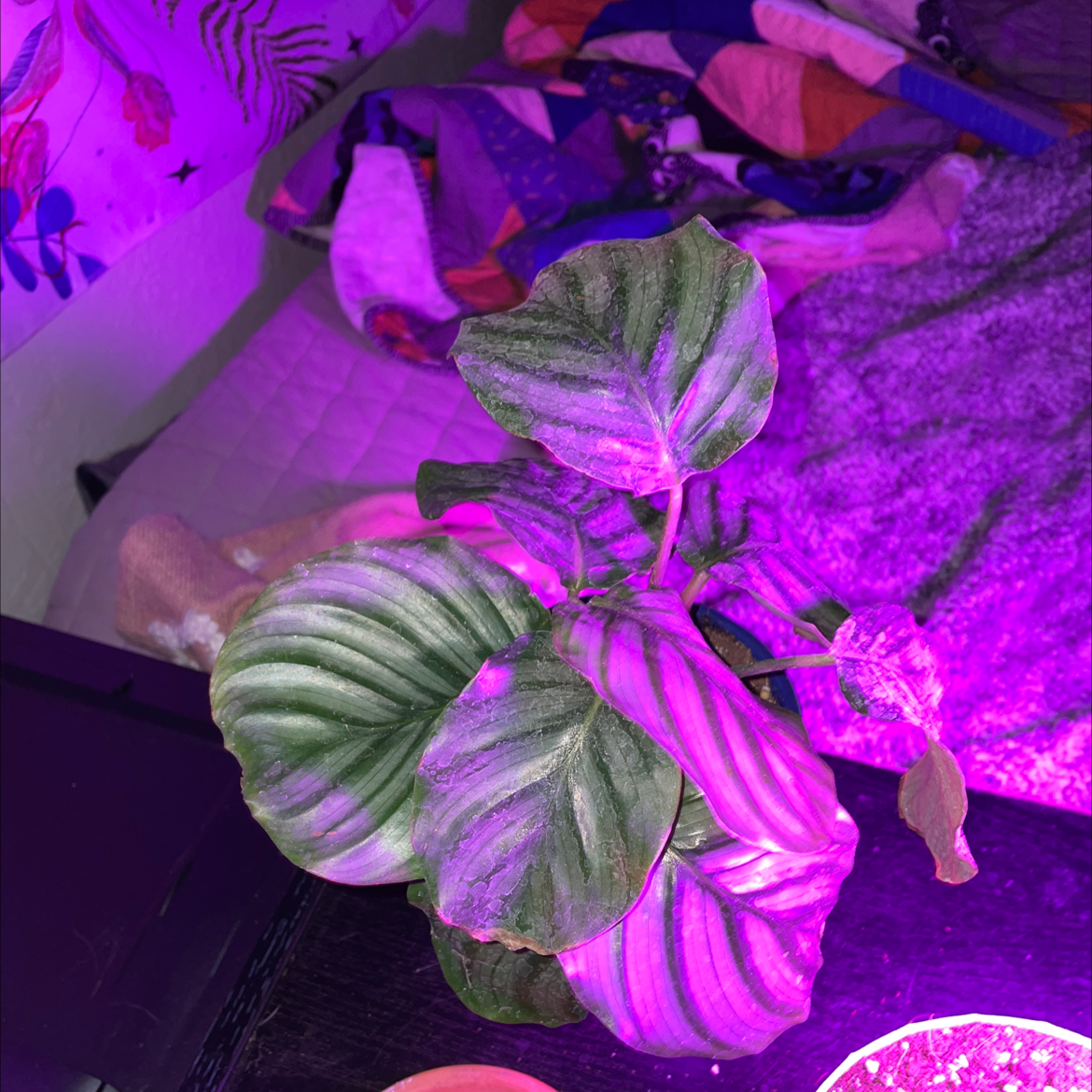 Calathea Orbifolia plant under purple grow lights with some leaf discoloration.