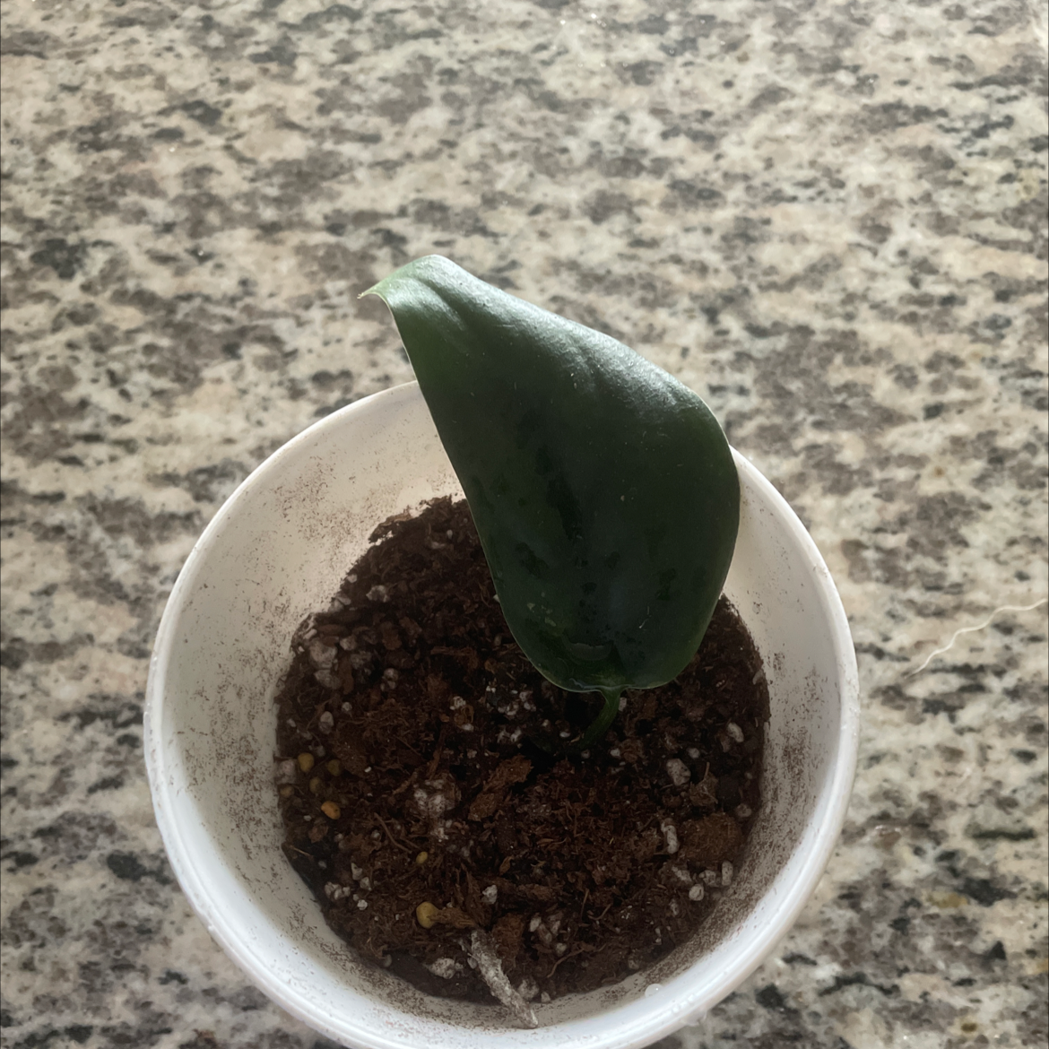 A single Jade Satin Pothos plant in a white pot with visible soil.