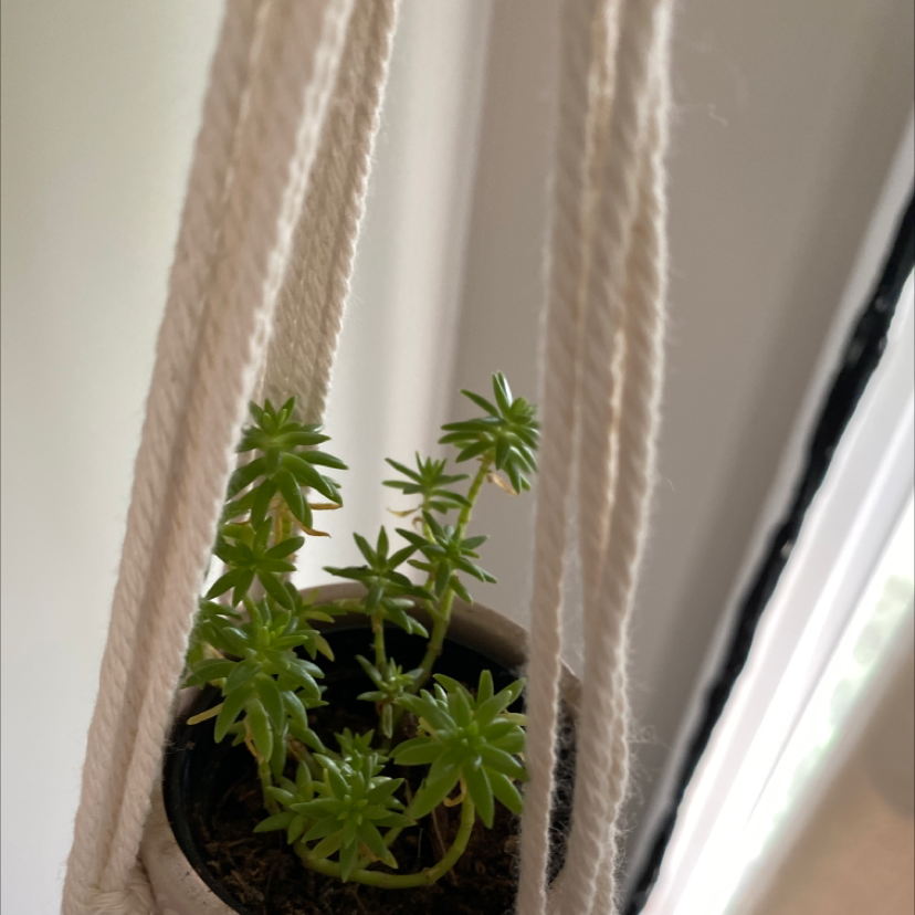Healthy Annual Stonecrop plant in a hanging pot with green leaves.
