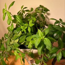 Backet Plant plant