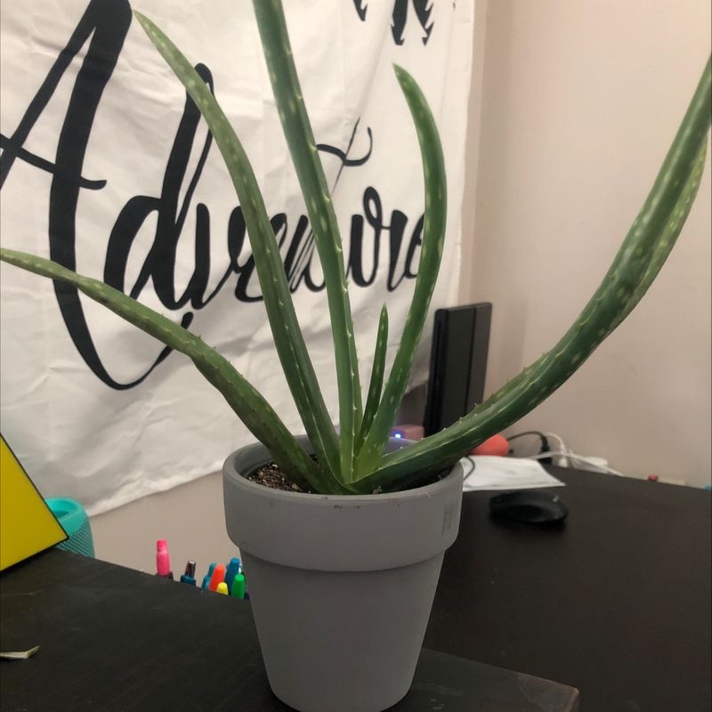 Cylindrical Snake Plant in a gray pot on a table with a wall and objects in the background.