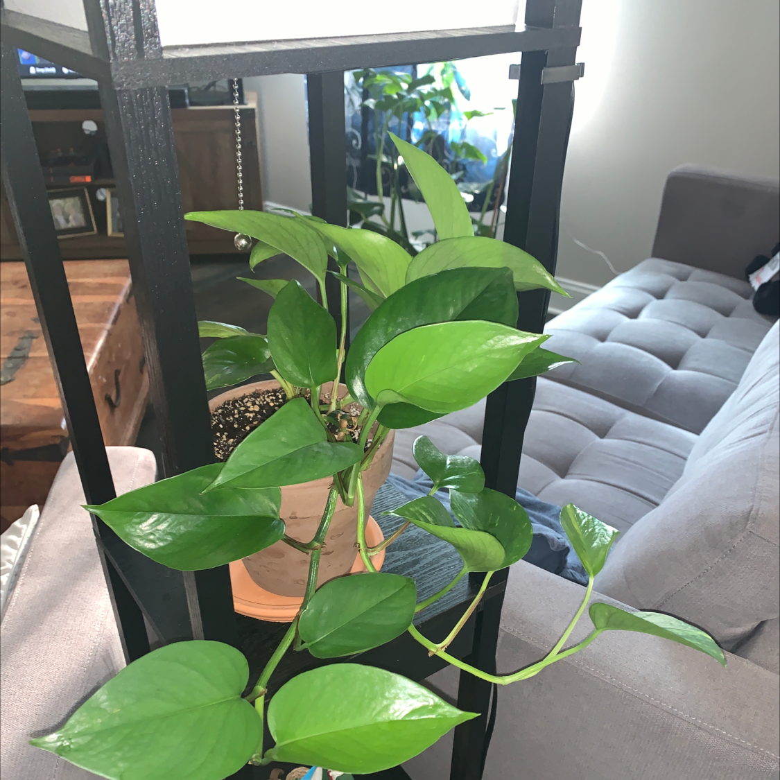 Taro Vine plant photo by @Passplants named Golden Pothos on Greg, the plant care app.