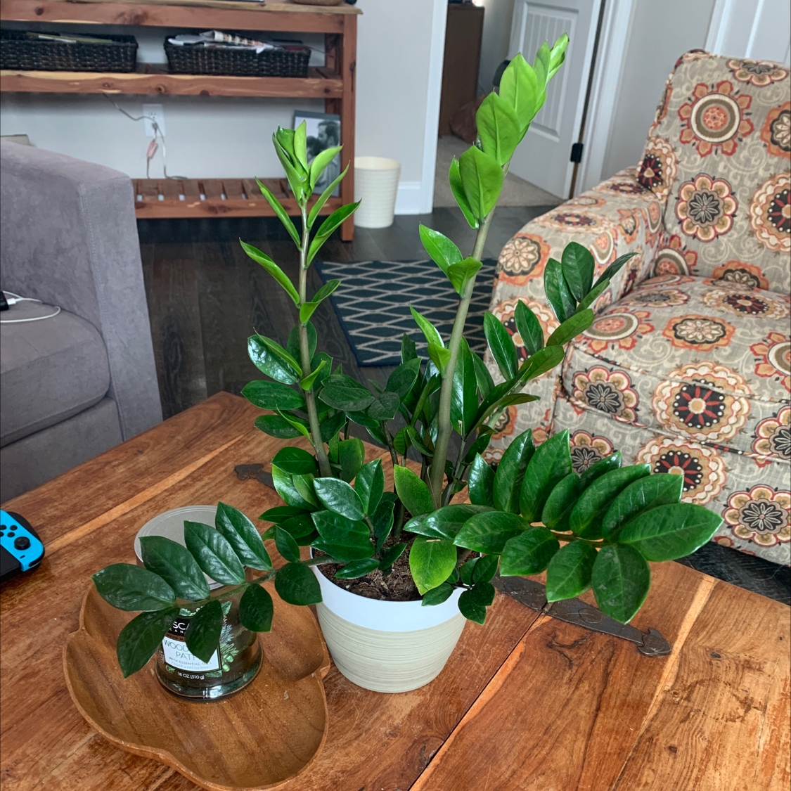 Zamioculcas Zamiifolia plant photo by @Passplants named Zz Plant on Greg, the plant care app.