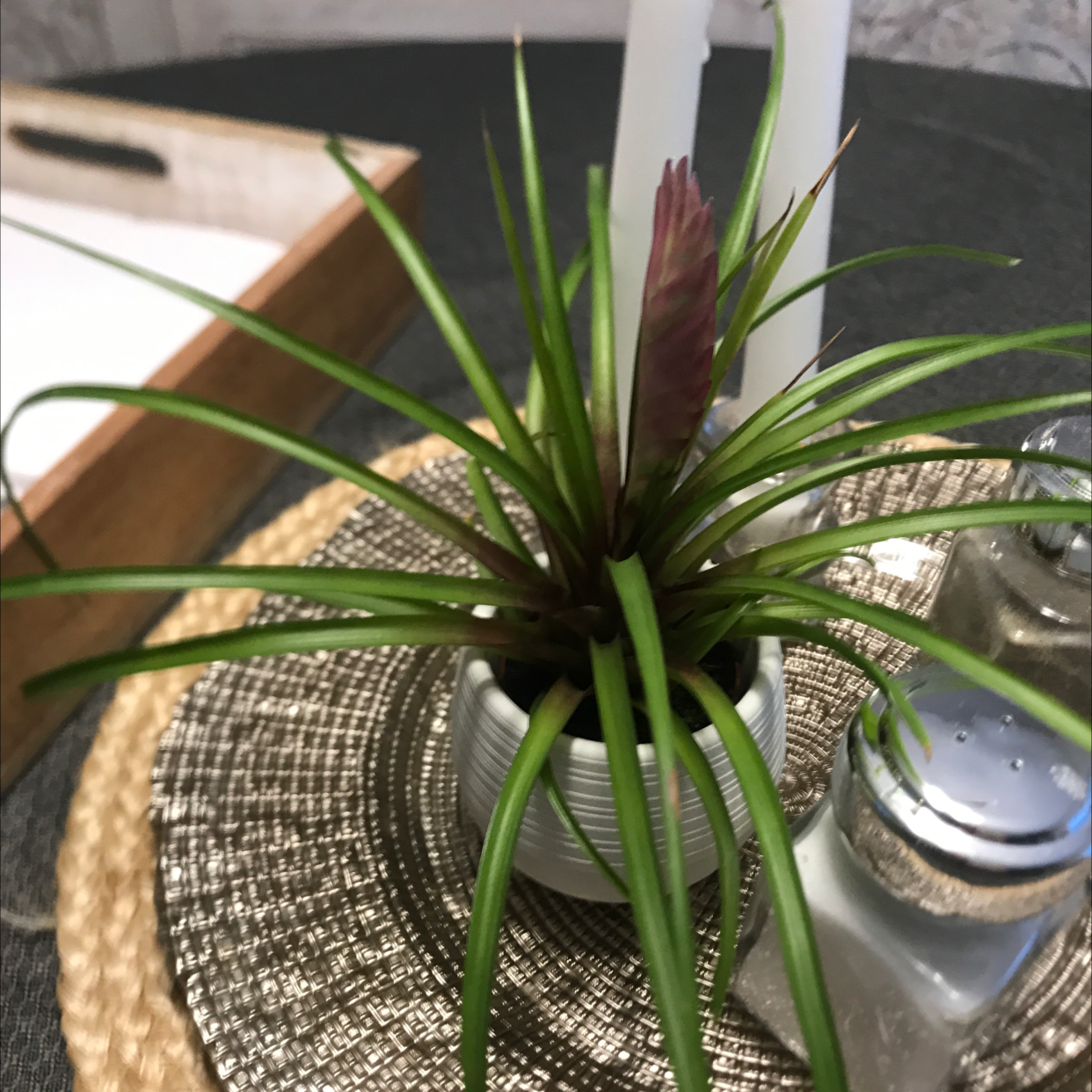 Pink Quill plant (Tillandsia cyanea) in a white pot with a pink bract, on a woven mat.