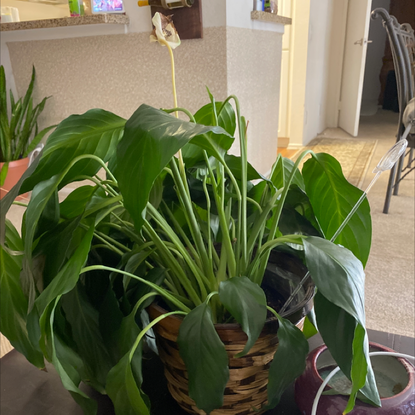 Peace Lily plant photo by Chase named Beyonce on Greg, the plant care app.