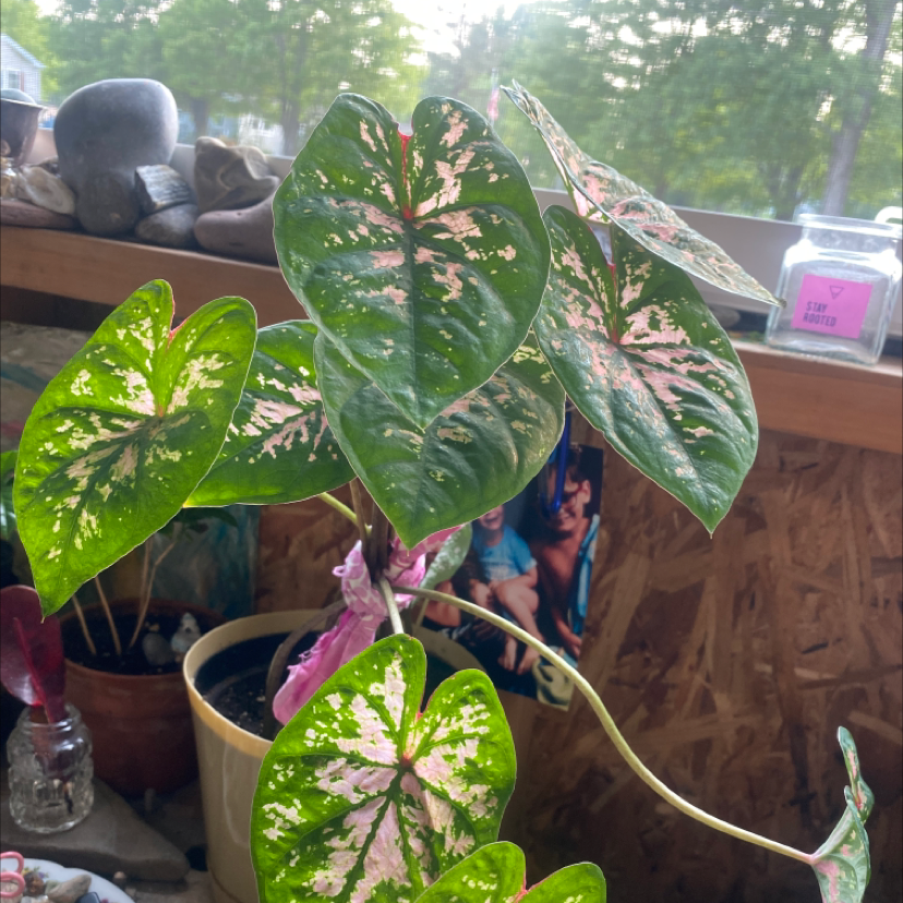 Heart of Jesus plant photo by Tiffany named Khaleesi on Greg, the plant care app.