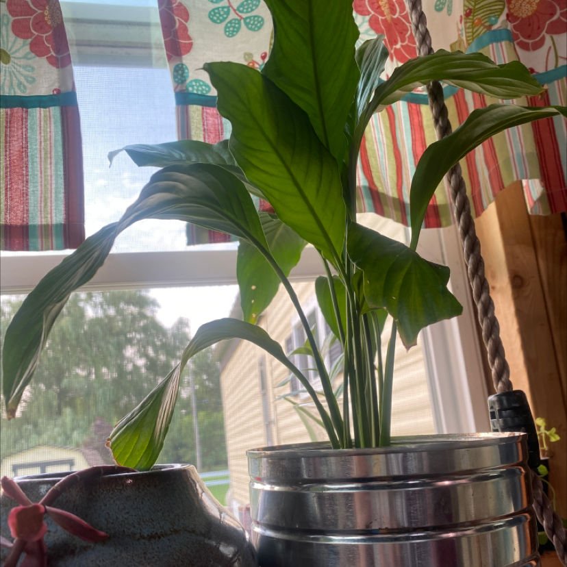 Peace Lily plant photo by Tiffany named Winston on Greg, the plant care app.