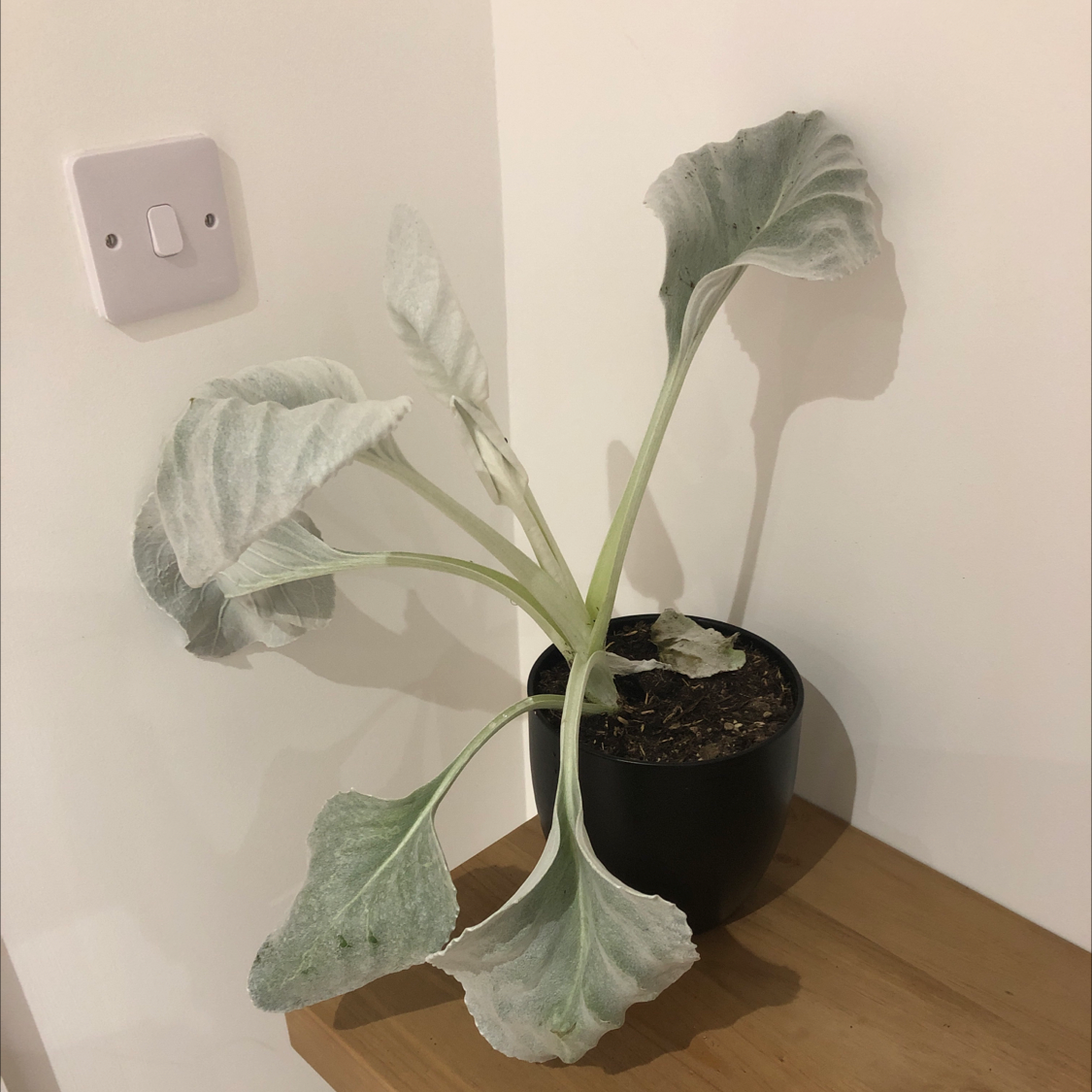 Potted Angel Wings Senecio plant with large, silvery-white leaves on a wooden surface.