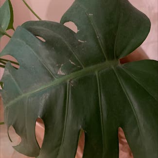 Cut Leaf Philodendron plant in Somewhere on Earth