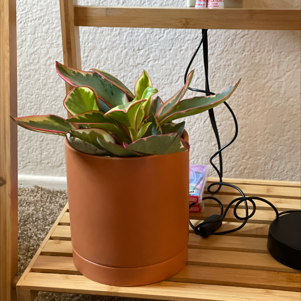 Peperomia 'Ginny' plant in a terracotta pot on a wooden shelf, appearing healthy with vibrant green and pink-edged leaves.