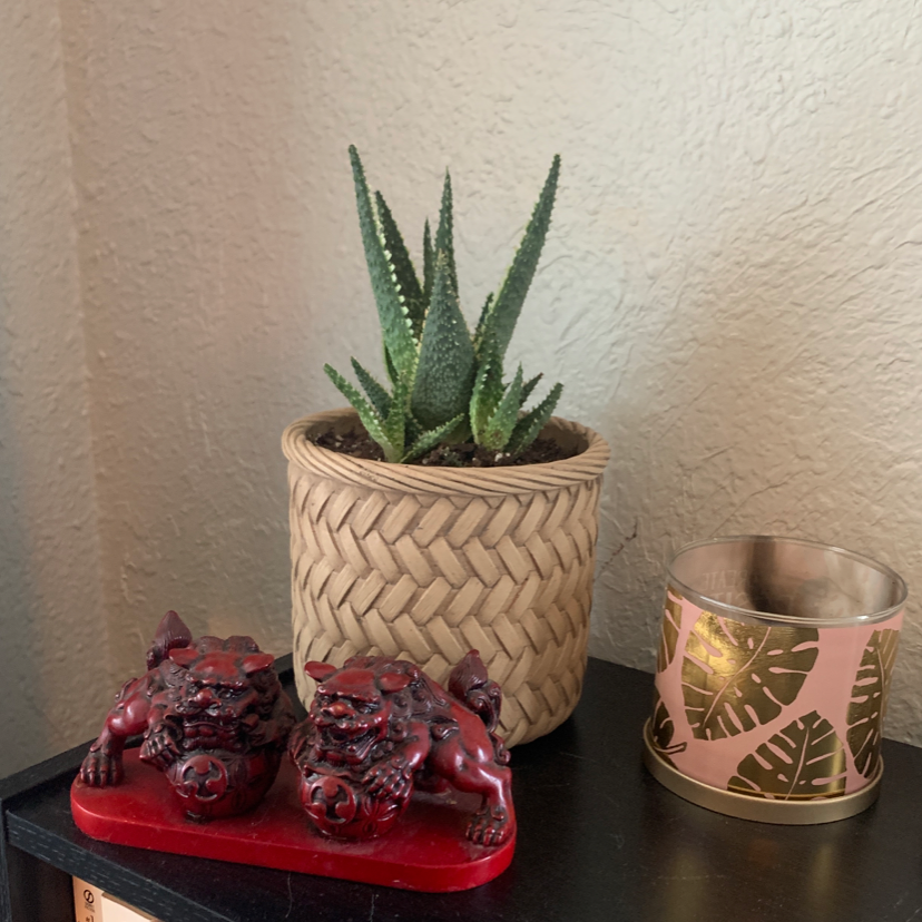 Zebra Plant plant photo by @BeccaBean named Ziggy on Greg, the plant care app.