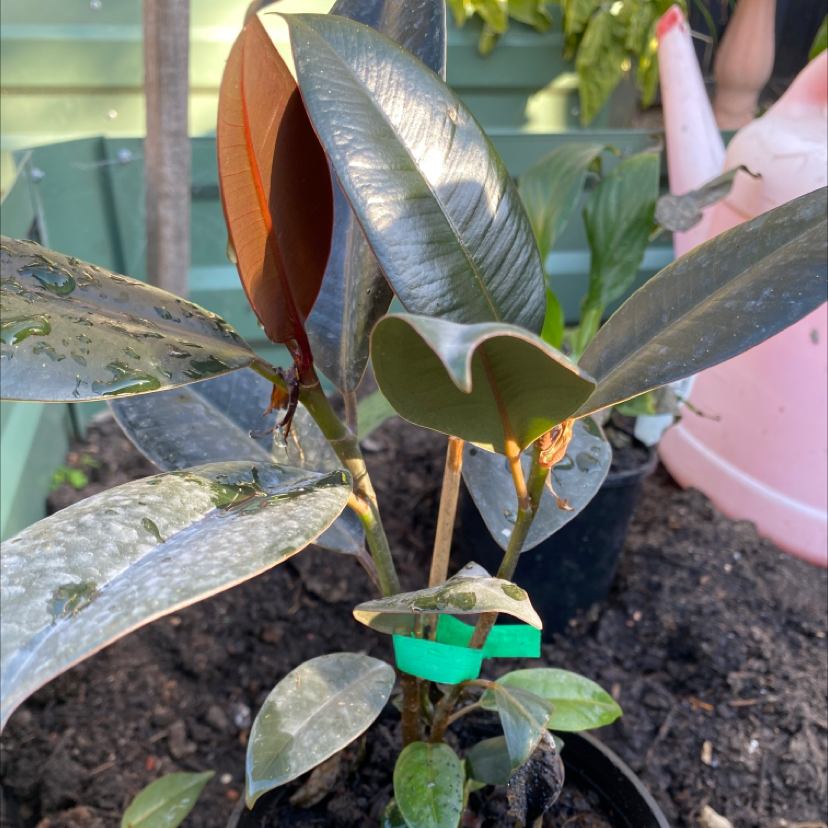 Photo of the plant species Burgundy Rubber Tree by @Jackbrogden named Steven on Greg, the plant care app