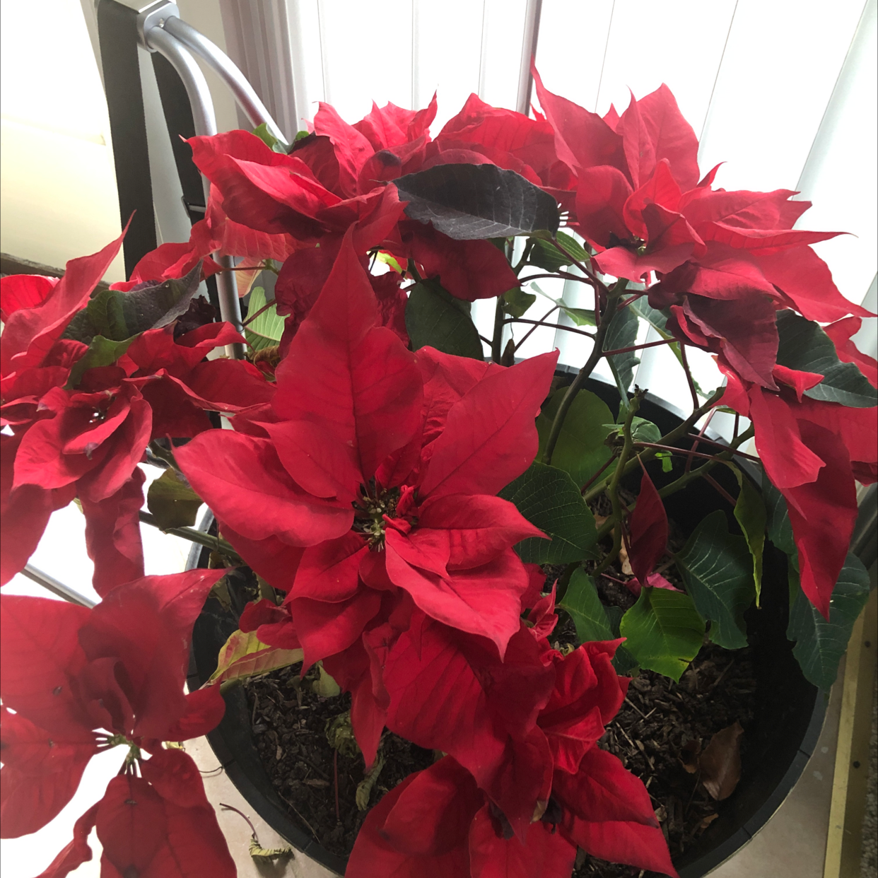 Photo of the plant species Poinsettia by @DMS_Dawnie named Holly on Greg, the plant care app