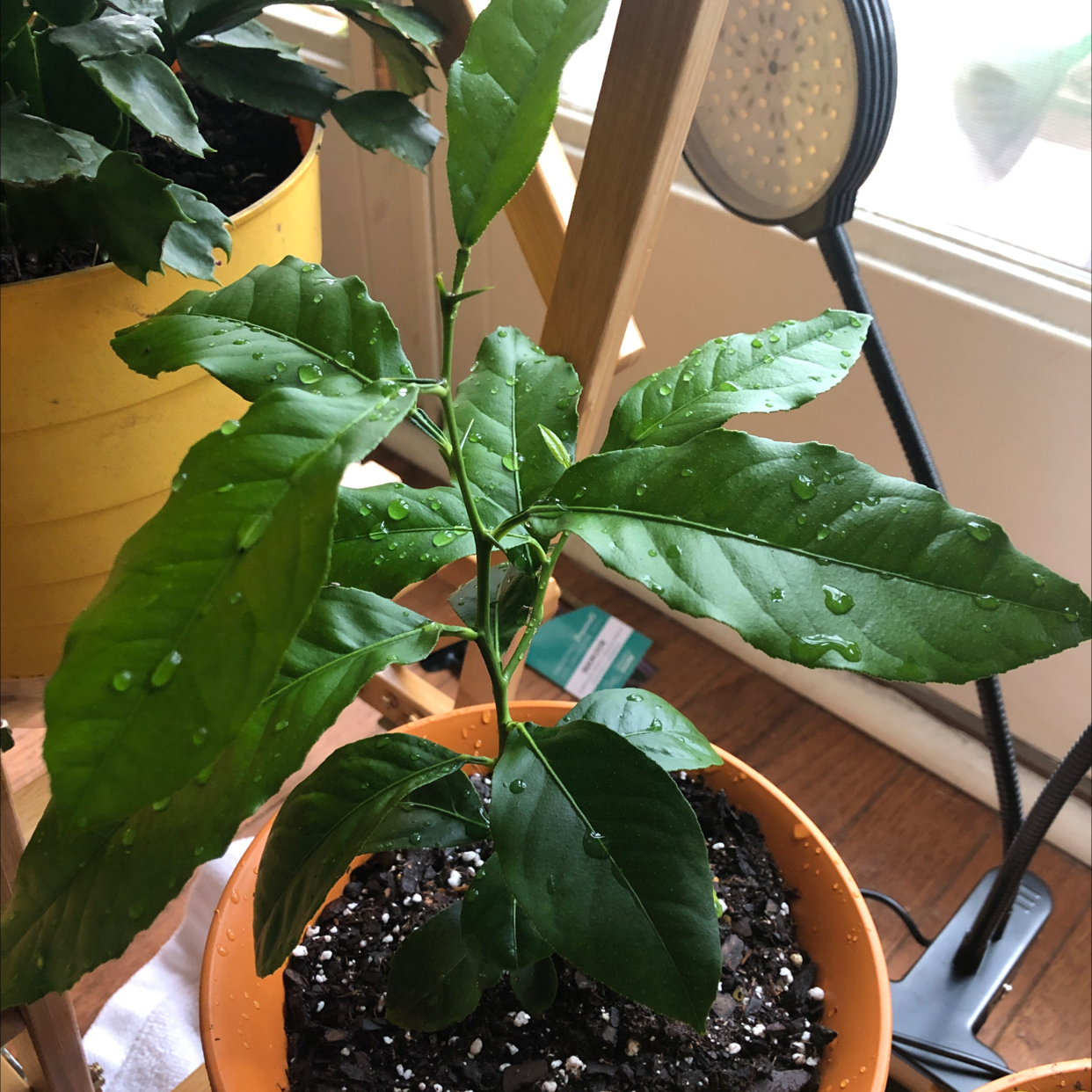 Photo of the plant species Lemon by @DMS_Dawnie named Lemon 2 on Greg, the plant care app