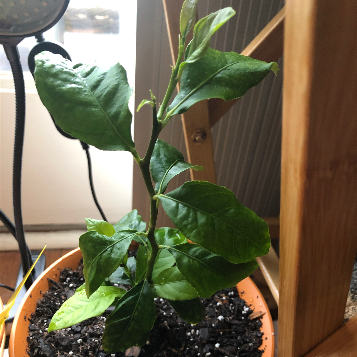 Photo of the plant species Lemon by @DMS_Dawnie named Lemon 3 on Greg, the plant care app