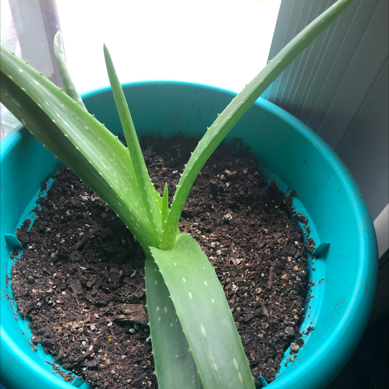 Aloe vera plant photo by @DMS_Dawnie named Healer on Greg, the plant care app.