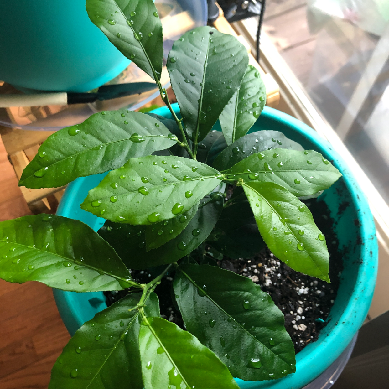 🍋 Does My Lemon Need Direct Sunlight?