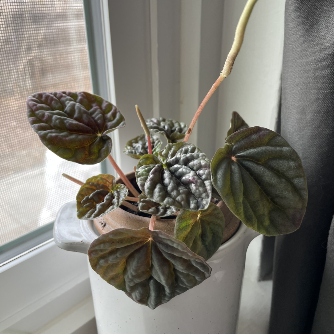 Photo of the plant species Variegated ripple peperomia by @juropel named Wrinkled Leaves Peperomia #2 on Greg, the plant care app